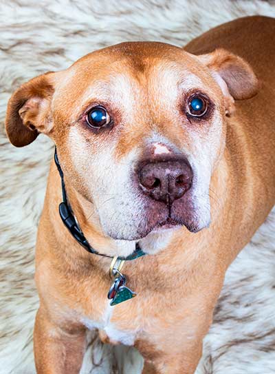 Pitbull mix Augie on furry bed