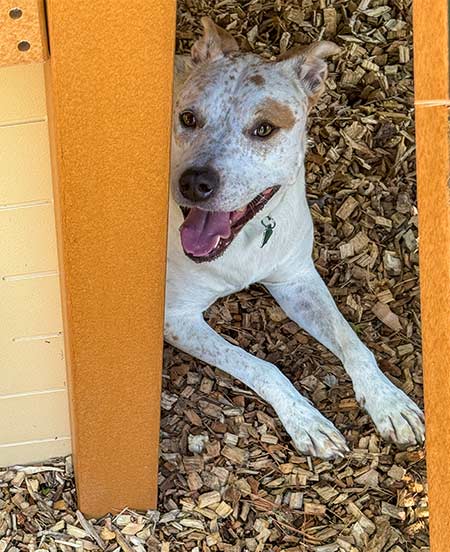 Happy Lola sitting under outdoor gym.