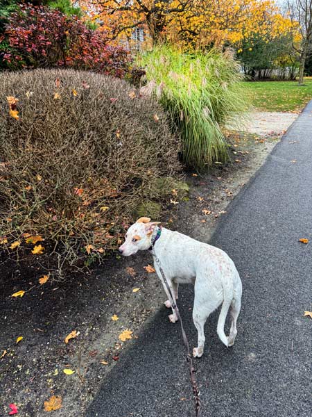 Lola walking down Fall street.