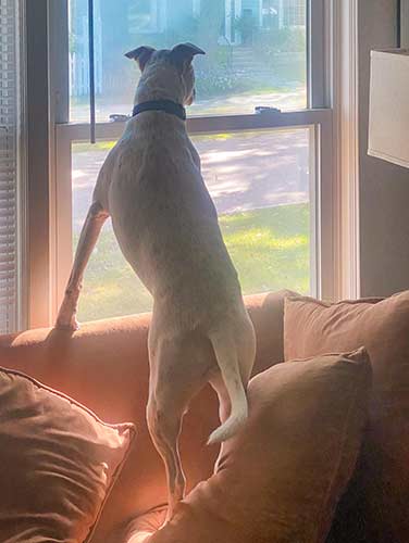 Lola looking out window on guard.
