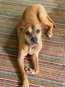 Augie on striped rug