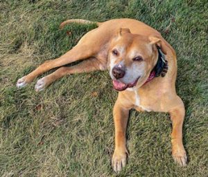 Augie on grass