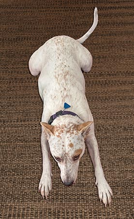 Lola on mat