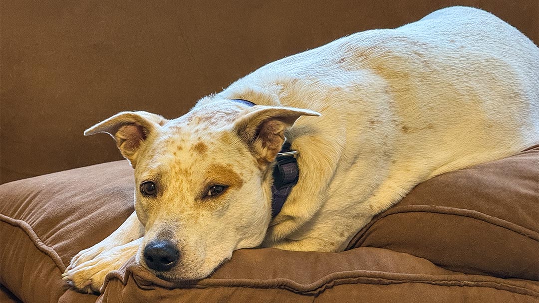 Lola resting on couch