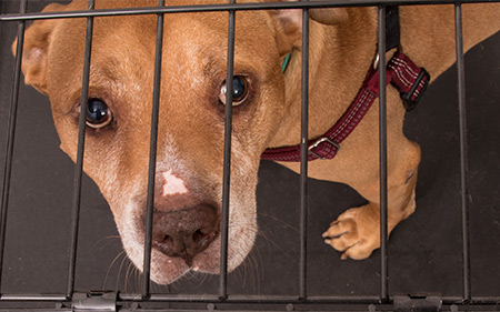 Close-up photo of Augie in his crate