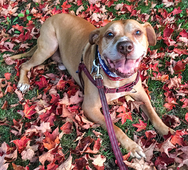 Augie on bed of red leaves