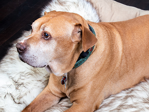 Close-up photo of pit bull on a fur rug