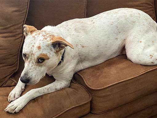 Australian Cattle Dog on couch