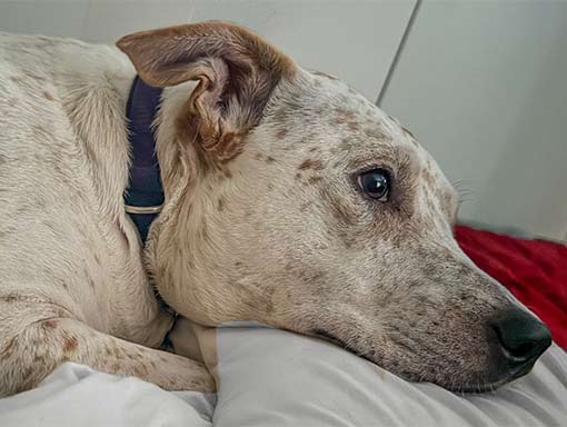 Australian Cattle Dog on bed