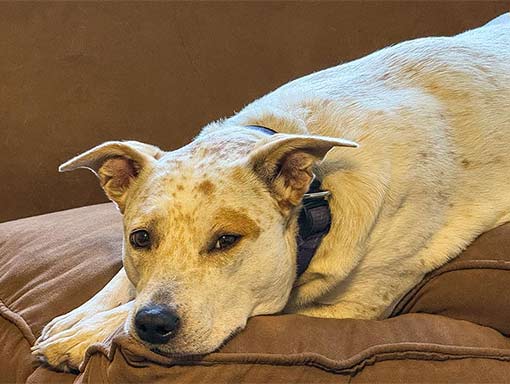 Close-up photo of Australian Cattle Dog on couch