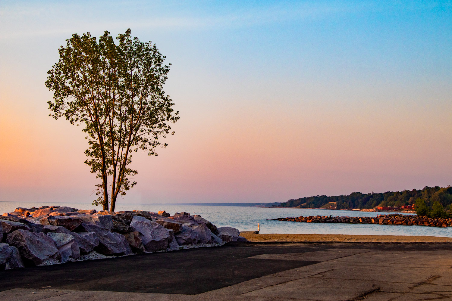 Lone tree on lakefront at sunrise